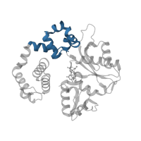 The deposited structure of PDB entry 4jwm contains 1 copy of CATH domain 1.10.150.20 (DNA polymerase; domain 1) in DNA polymerase beta. Showing 1 copy in chain A.