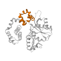 The deposited structure of PDB entry 4jwm contains 1 copy of Pfam domain PF10391 (Fingers domain of DNA polymerase lambda) in DNA polymerase beta. Showing 1 copy in chain A.