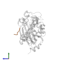 PIM1 consensus peptide in PDB entry 4jx7, assembly 1, side view.