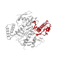 The deposited structure of PDB entry 4k5d contains 2 copies of CATH domain 3.90.1230.10 (Bovine Endothelial Nitric Oxide Synthase Heme Domain; Chain: A,domain 3) in Nitric oxide synthase 1. Showing 1 copy in chain B.