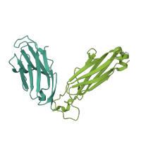 The deposited structure of PDB entry 4l4v contains 4 copies of CATH domain 2.60.40.10 (Immunoglobulin-like) in T cell receptor beta constant 1. Showing 2 copies in chain E.