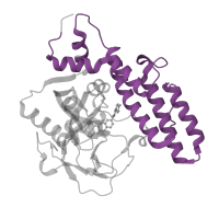 The deposited structure of PDB entry 4l6s contains 2 copies of Pfam domain PF02877 (Poly(ADP-ribose) polymerase, regulatory domain) in Poly [ADP-ribose] polymerase 1, processed C-terminus. Showing 1 copy in chain B.