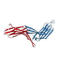 The deposited structure of PDB entry 4ll4 contains 4 copies of CATH domain 2.60.40.640 (Immunoglobulin-like) in Thioredoxin-interacting protein. Showing 2 copies in chain C.