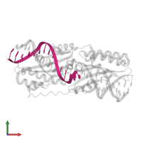 DNA (5'-D(*GP*GP*TP*AP*TP*CP*CP*TP*CP*CP*AP*TP*TP*AP*T)-3') in PDB entry 4lox, assembly 1, front view.