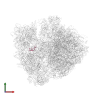 A-site ASL SufA6 in PDB entry 4lsk, assembly 1, front view.