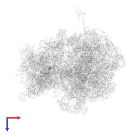 A-site ASL SufA6 in PDB entry 4lsk, assembly 1, top view.