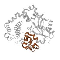 The deposited structure of PDB entry 4m0a contains 1 copy of Pfam domain PF14791 (DNA polymerase beta thumb ) in DNA-directed DNA/RNA polymerase mu. Showing 1 copy in chain A.