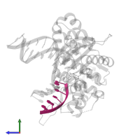 DNA Downstream Strand in PDB entry 4m9j, assembly 1, side view.