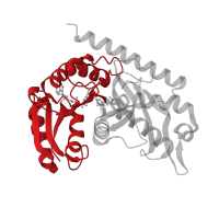 The deposited structure of PDB entry 4mdh contains 2 copies of CATH domain 3.40.50.720 (Rossmann fold) in Malate dehydrogenase, cytoplasmic. Showing 1 copy in chain A.
