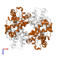 Hemoglobin subunit beta in PDB entry 4mqc, assembly 1, top view.