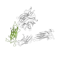 The deposited structure of PDB entry 4o02 contains 1 copy of CATH domain 2.60.40.1460 (Immunoglobulin-like) in Integrin alpha-V. Showing 1 copy in chain A.