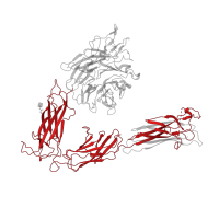 The deposited structure of PDB entry 4o02 contains 1 copy of Pfam domain PF08441 (Integrin alpha) in Integrin alpha-V. Showing 1 copy in chain A.