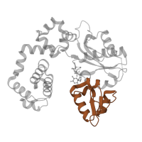 The deposited structure of PDB entry 4o5e contains 1 copy of Pfam domain PF14791 (DNA polymerase beta thumb ) in DNA polymerase beta. Showing 1 copy in chain A.