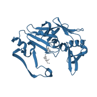 The deposited structure of PDB entry 4obz contains 2 copies of CATH domain 2.40.70.10 (Cathepsin D, subunit A; domain 1) in Cathepsin D heavy chain. Showing 1 copy in chain B.