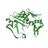 The deposited structure of PDB entry 4obz contains 2 copies of Pfam domain PF00026 (Eukaryotic aspartyl protease) in Cathepsin D heavy chain. Showing 1 copy in chain B.
