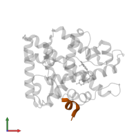 co-regulator peptide in PDB entry 4olm, assembly 1, front view.