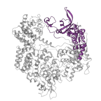 The deposited structure of PDB entry 4oo8 contains 2 copies of Pfam domain PF16595 (PAM-interacting domain of CRISPR-associated endonuclease Cas9) in CRISPR-associated endonuclease Cas9/Csn1. Showing 1 copy in chain A.