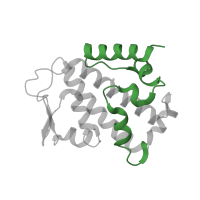 The deposited structure of PDB entry 4oyk contains 2 copies of Pfam domain PF18486 (PNGase/UBA- or UBX-containing domain) in E3 ubiquitin-protein ligase RNF31. Showing 1 copy in chain A.