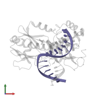 DNA (5'-D(*GP*CP*GP*AP*GP*AP*AP*AP*CP*AP*AP*AP*GP*A)-3') in PDB entry 4pcz, assembly 1, front view.