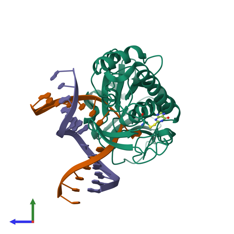 <div class='caption-body'><ul class ='image_legend_ul'>The deposited structure of PDB entry 4pdi coloured by chemically distinct molecules and viewed from the side. The entry contains: <li class ='image_legend_li'>1 copy of Formamidopyrimidine-DNA glycosylase</li> <li class ='image_legend_li'>1 copy of DNA (5'-D(*CP*TP*CP*TP*TP*TP*(SOS)P*TP*TP*TP*CP*TP*CP*G)-3')</li> <li class ='image_legend_li'>1 copy of DNA (5'-D(*GP*CP*GP*AP*GP*AP*AP*AP*CP*AP*AP*AP*GP*A)-3')</li><li class ='image_legend_li'>[]<ul class ='image_legend_ul'><li class ='image_legend_li'>1 copy of 2-sulfanyl-1,9-dihydro-6H-purin-6-one</li></ul></li></div>