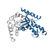 The deposited structure of PDB entry 4ply contains 8 copies of CATH domain 3.90.110.10 (L-2-Hydroxyisocaproate Dehydrogenase; Chain A, domain 2) in L-lactate dehydrogenase. Showing 1 copy in chain B [auth A].