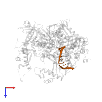 5'-D(*AP*TP*CP*CP*TP*CP*CP*CP*CP*TP*AP*(DOC))-3' in PDB entry 4ptf, assembly 1, top view.