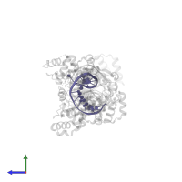 DNA (5'-D(*TP*TP*TP*TP*CP*TP*GP*AP*GP*AP*CP*AP*AP*GP*GP*GP*AP*GP*CP*TP*TP*TP*T)-3') in PDB entry 4q10, assembly 1, side view.