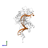 DNA (5'-D(*TP*CP*TP*(RDG)P*GP*GP*GP*TP*CP*CP*TP*AP*GP*GP*AP*CP*CP*C)-3') in PDB entry 4q43, assembly 1, side view.
