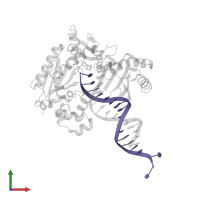 DNA (5'-D(*T*CP*TP*AP*GP*GP*GP*TP*CP*CP*TP*AP*GP*GP*AP*CP*CP*C)-3') in PDB entry 4q43, assembly 1, front view.