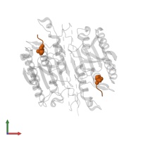 ACE-ASP-GLU-VAL-ASP-CHLOROMETHYLKETONE INHIBITOR in PDB entry 4qud, assembly 1, front view.