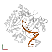 DNA (5'-D(P*GP*GP*CP*TP*AP*CP*AP*GP*GP*AP*CP*TP*C)-3') in PDB entry 4qwa, assembly 1, front view.