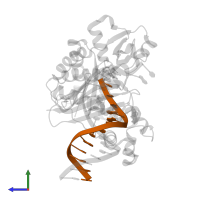 DNA (5'-D(P*GP*GP*CP*TP*AP*CP*AP*GP*GP*AP*CP*TP*C)-3') in PDB entry 4qwa, assembly 1, side view.