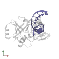 DNA (5'-D(*GP*GP*GP*AP*TP*TP*GP*CP*CP*GP*CP*TP*TP*AP*GP*G)-3') in PDB entry 4rd5, assembly 1, front view.