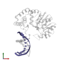 DNA (5'-D(*AP*CP*GP*AP*TP*CP*TP*TP*TP*AP*G)-3') in PDB entry 4rtm, assembly 1, front view.
