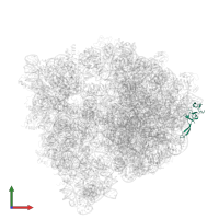 Large ribosomal subunit protein uL24 in PDB entry 4u20, assembly 1, front view.