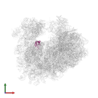 Small ribosomal subunit protein uS11A in PDB entry 4u3m, assembly 2, front view.