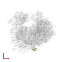 Large ribosomal subunit protein eL22A in PDB entry 4u3n, assembly 2, front view.