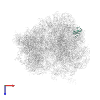 Large ribosomal subunit protein uL24A in PDB entry 4u3n, assembly 2, top view.