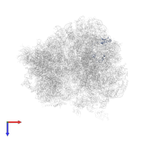 Large ribosomal subunit protein uL15 in PDB entry 4u3n, assembly 2, top view.