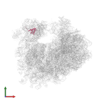 Small ribosomal subunit protein eS10A in PDB entry 4u3u, assembly 2, front view.