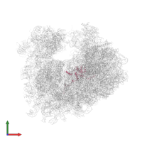 Large ribosomal subunit protein eL8A in PDB entry 4u3u, assembly 2, front view.