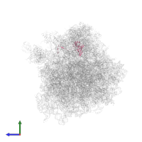 Large ribosomal subunit protein eL21A in PDB entry 4u4n, assembly 2, side view.