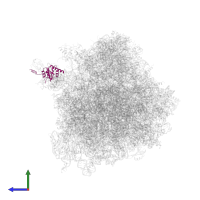 Large ribosomal subunit protein uL10 in PDB entry 4u4n, assembly 2, side view.