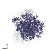 25S ribosomal RNA in PDB entry 4u4o, assembly 2, side view.