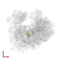 Large ribosomal subunit protein uL2A in PDB entry 4u4r, assembly 2, front view.