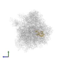 Large ribosomal subunit protein uL2A in PDB entry 4u4r, assembly 2, side view.