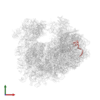 Large ribosomal subunit protein eL14A in PDB entry 4u4r, assembly 2, front view.