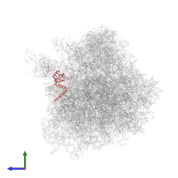 Large ribosomal subunit protein eL14A in PDB entry 4u4r, assembly 2, side view.