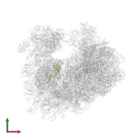 Small ribosomal subunit protein uS12A in PDB entry 4u4u, assembly 2, front view.
