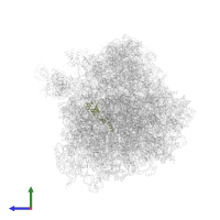 Small ribosomal subunit protein uS12A in PDB entry 4u4u, assembly 2, side view.